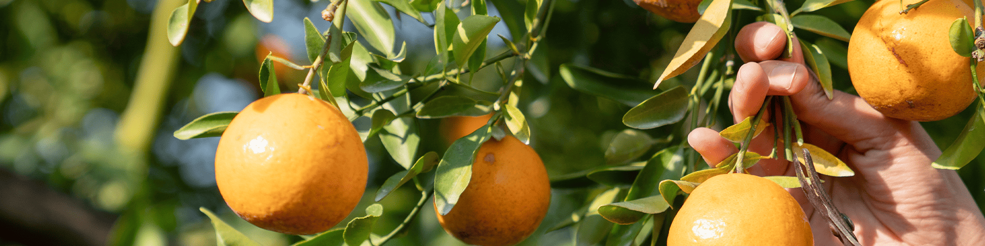 Vitamines et Minéraux | ETNA : Les essentiels du quotidien